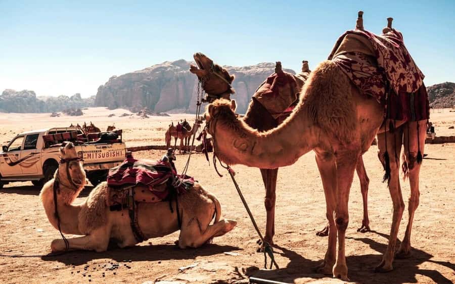2-Day Tour from Amman to Petra, Wadi Rum, and Dead Sea - A Bedouin camp, dinner, and desert night