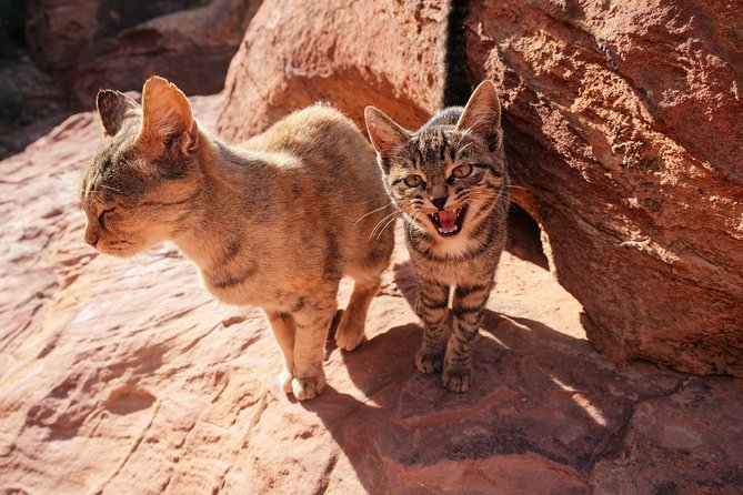 2 Days Tour | Petra, Wadi Rum & Dead Sea | Accommodation included - Three hours in Wadi Rum by Bedouin Jeep