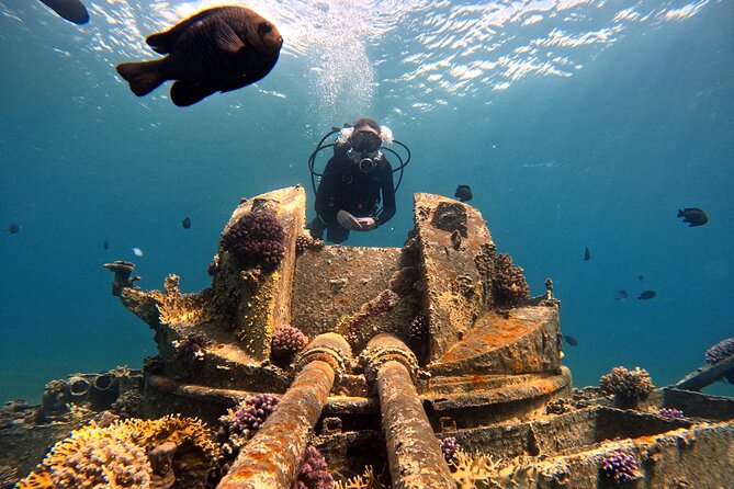 2-Hour Private Scuba Experience in Aqaba - What you may see below the surface
