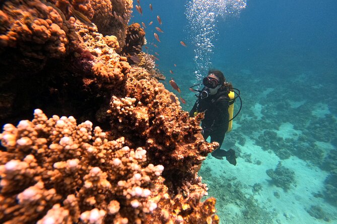 2-Hour Private Scuba Experience in Aqaba - Is $45 good value for two hours?