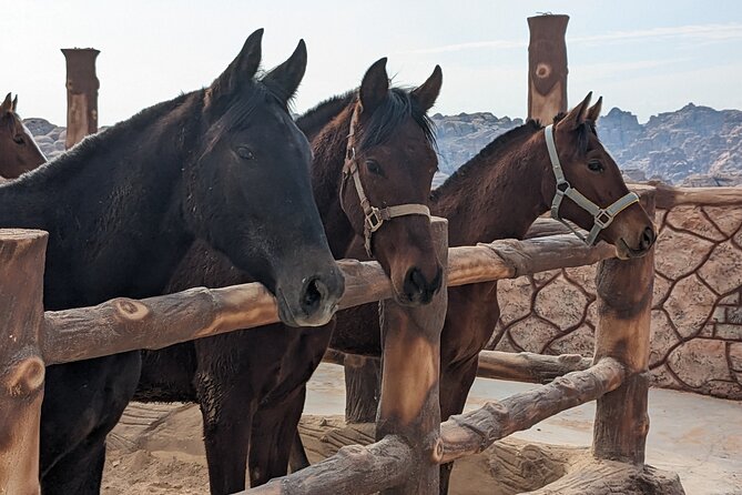 2 Hour Trail Ride to Little Petra-Morning or Sunset - Meeting the horses at Mountain Horse Stables