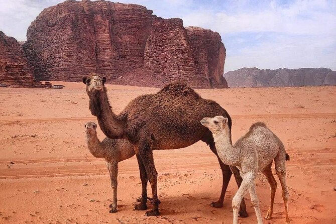 4-Days Tour of Jerash, Petra, Wadi Rum & Dead Sea from Amman - Petra Before The Desert