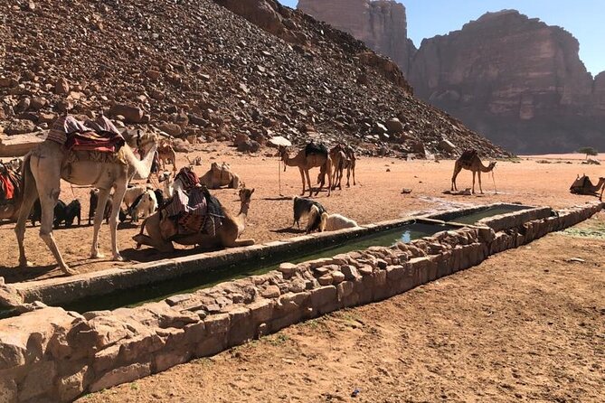4 Hour Jeep Tour (morning or sunset) - Wadi Rum Desert Highlights - Little Bridge and sweet Bedouin tea