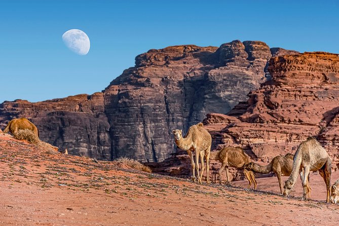 4-Night Private Jordan Classic Tour: Petra, Dead Sea, and Wadi Rum - The private vehicle and daily pace