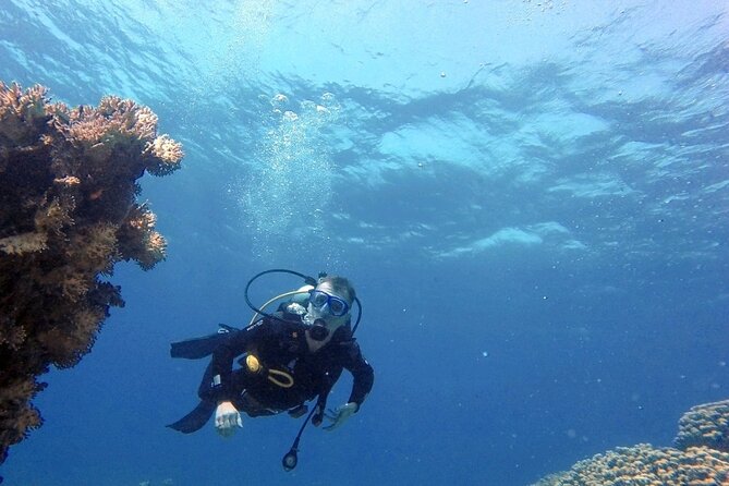 Aqaba Private Scuba Diving Activity with Pick Up - Protecting Aqaba’s coral