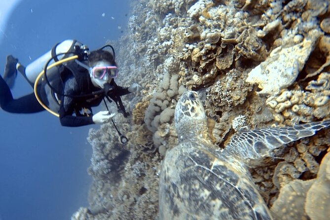 Boat Dive 2 Guided Dives with Lunch Included wreck dive&reef dive - Equipment and instruction for different experience levels