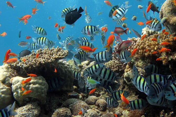 Boat Dive and Snorkeling Experience in Aqaba - What the scuba session is like for a first-timer