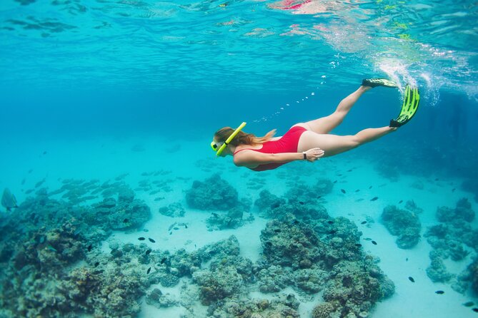 Boat Dive and Snorkeling Experience in Aqaba - Snorkeling gives you a calmer second stop