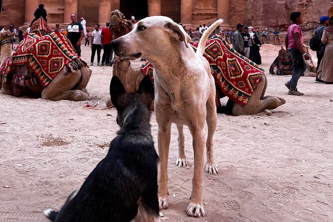 Discover Petra Hidden Gems - Panoramic views and the pleasure of a slower pace