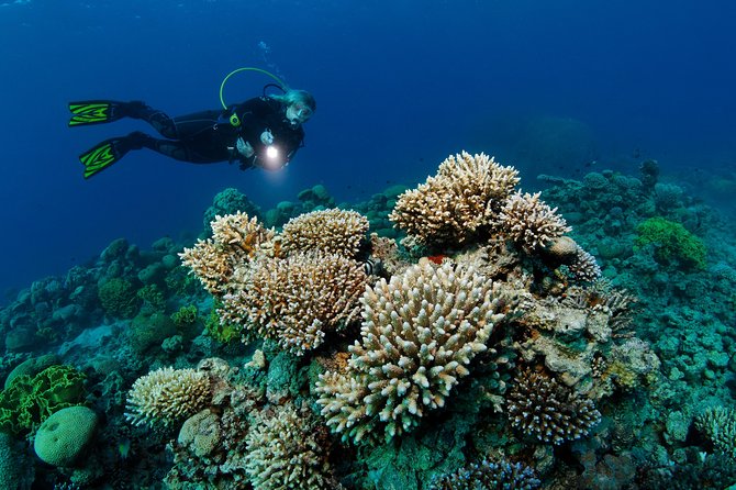 DSD "Discover Scuba Diving" (Min Age 10 Years) - Why Aqaba is a good place for a first scuba session