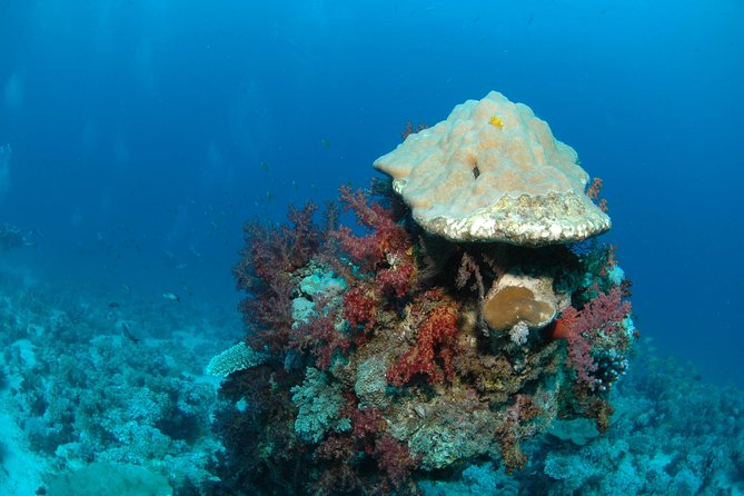 DSD "Discover Scuba Diving" (Min Age 10 Years) - The guided underwater session keeps the experience real