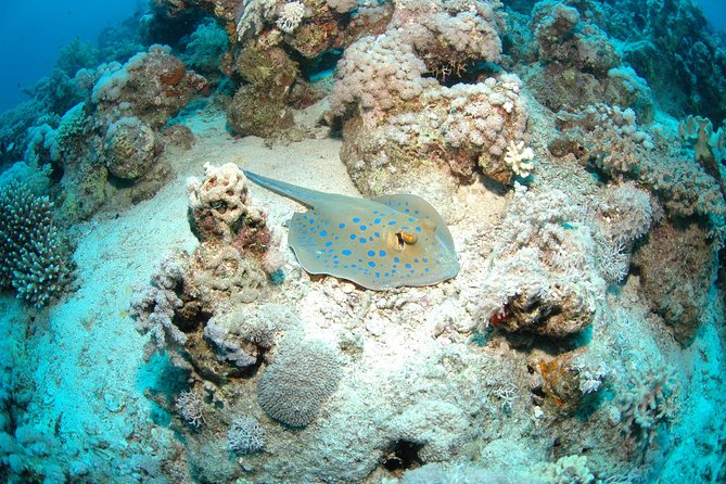 DSD "Discover Scuba Diving" (Min Age 10 Years) - What happens during the 1.5-hour beginner program