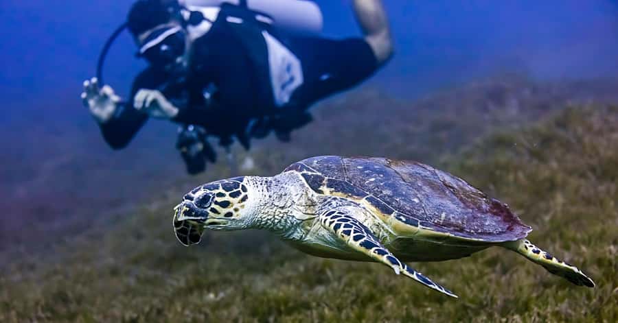 Explore Aqaba's Depths: Scuba Diving Tour, with Hotel Pickup - A 15-minute class helps you get comfortable