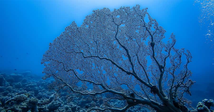 Explore Aqaba's Depths: Scuba Diving Tour, with Hotel Pickup - Who should choose this Aqaba experience