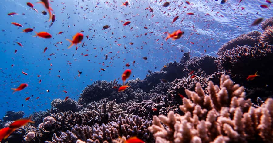 Explore Aqaba's Depths: Scuba Diving Tour, with Hotel Pickup - What to pack for a smooth morning