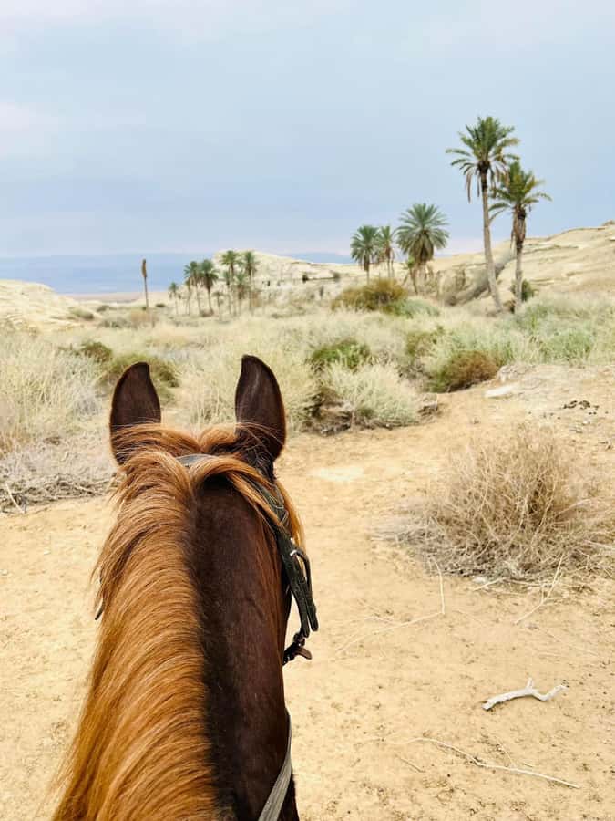 From Amman: Half-Day Tour to Dead Sea - The optional Bethany Baptism Site stop
