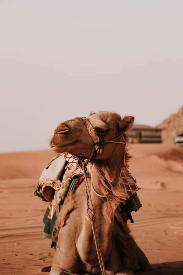 From Amman: Private or sharing Petra &Wadi Rum Full day Tour - Making four hours in Petra work