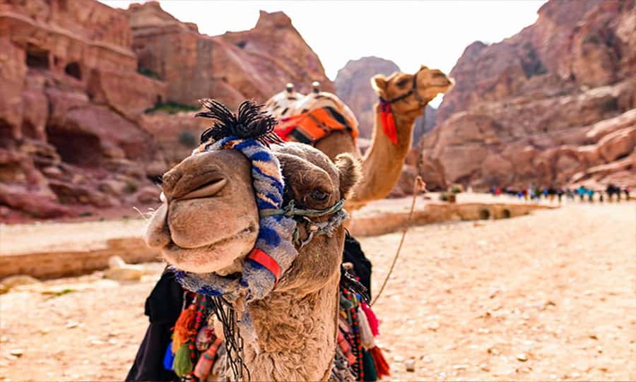From Amman: Private Petra Day Trip with Guide - Key points to know before booking