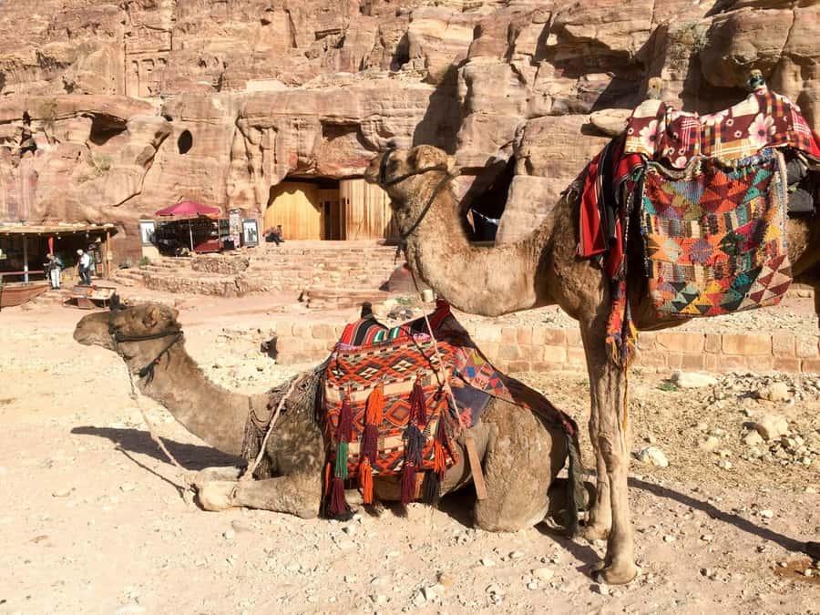 From Eilat: Petra Full-Day Guided Tour with Transfers - Who will enjoy this day most