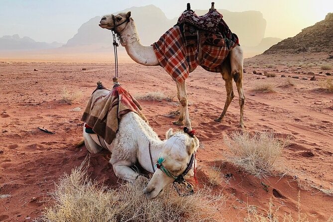 Full Day 4x4 Classic Desert Tour with overnight in private tent - Khazali Canyon and a closer look at Wadi Rum’s rock