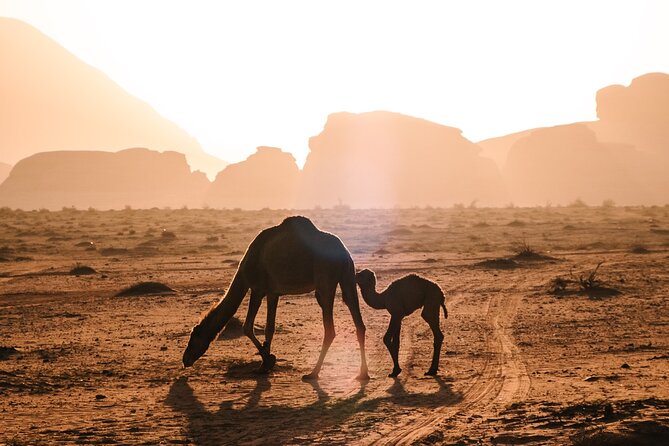 Full day Jeep Tour in Wadi Rum desert - Red Canyon and sandboarding again