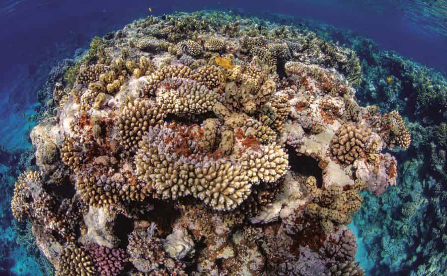 Glass Boat & Snorkeling with day use of Berenice Beach Club - Booking, cancellation, and practical planning