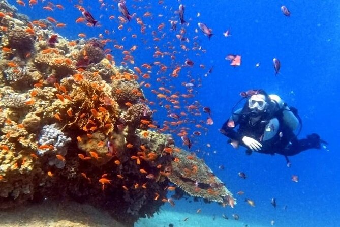 Guided Scuba Diving Adventure in Aqaba - Who Will Enjoy This Most