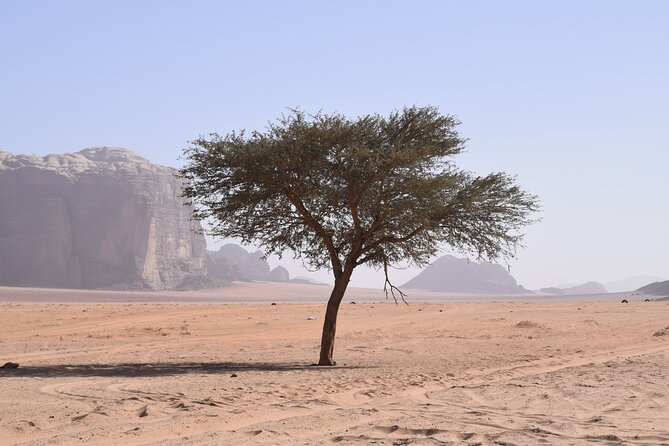 Half day Jeep and camel tour No stay - Khazali Canyon and its ancient inscriptions