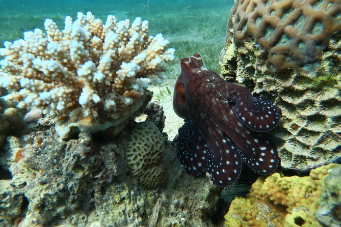 Journey of Diving or Snorkelling from a Boat - Entering the Red Sea for the first time