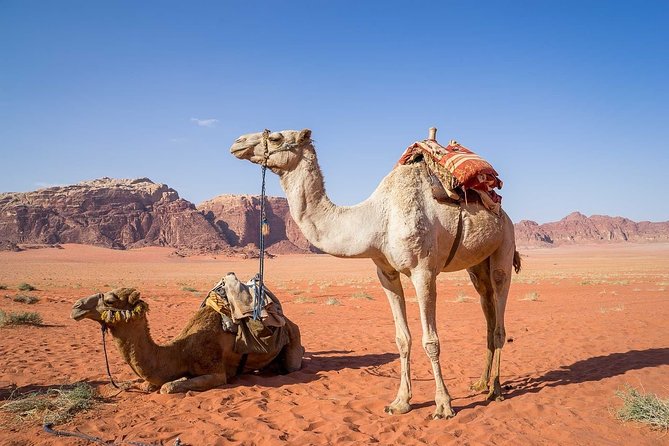 Petra 1 Day Tour from Aqaba - Key points at a glance