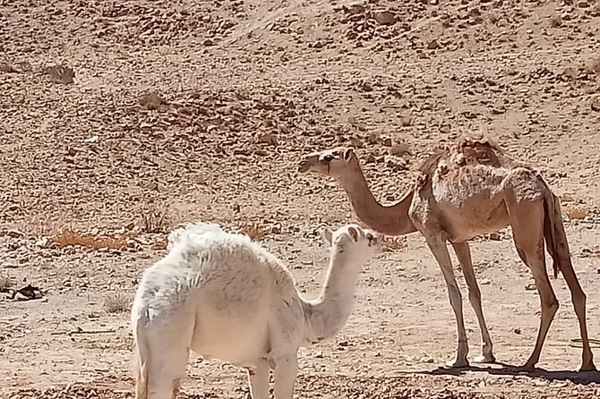 Petra Back-Road Trail and Hike - The guide matters more than usual