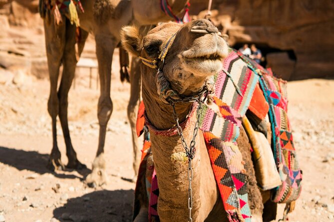 Petra Highlight Tour with Private Guide Sami Nawafleh | 2.5 Hours - Royal Tombs and the Roman Street