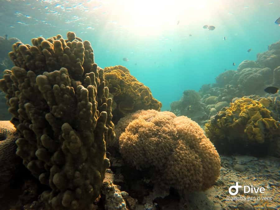 Pivate scuba diving in the Red Sea of Aqaba - Key points to know before you book