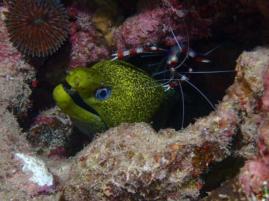 Pivate scuba diving in the Red Sea of Aqaba - Who will enjoy this experience most