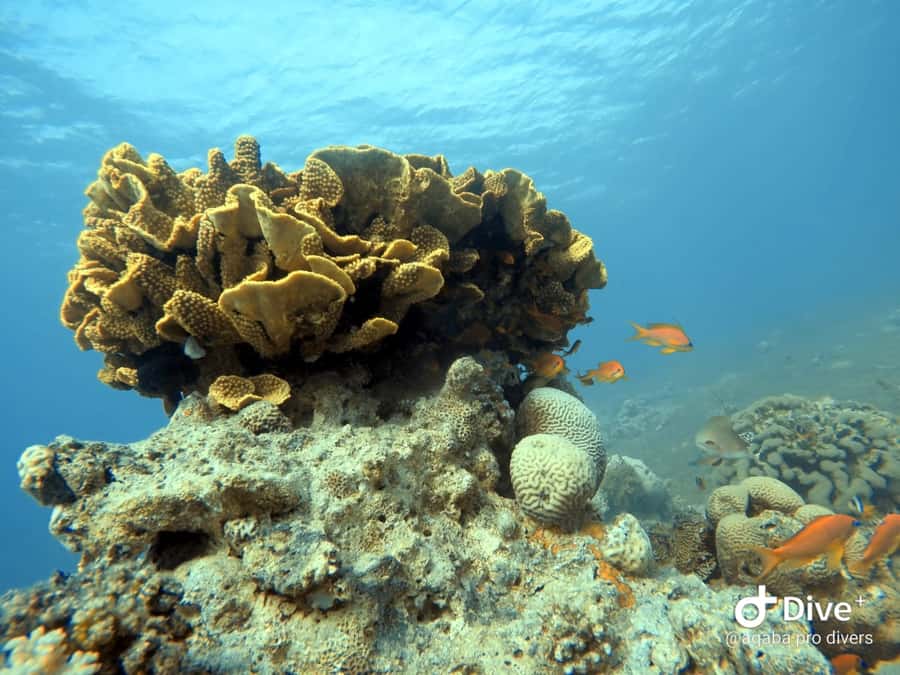 Pivate scuba diving in the Red Sea of Aqaba - Safety, health limits, and comfort