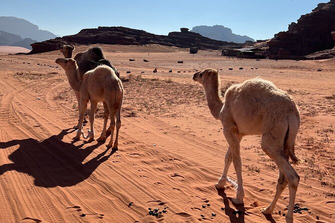 Private 1 Day Wadi Rum Desert Tour - Why this private Wadi Rum trip feels different