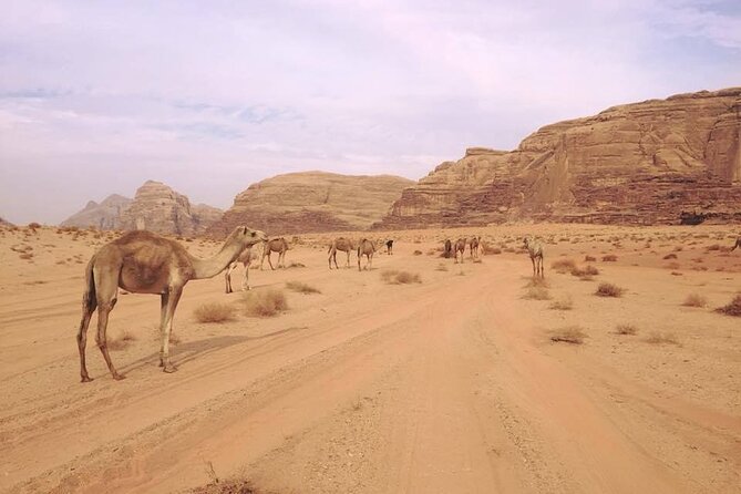 Private 1 Day Wadi Rum Desert Tour - Crossing the ocher canyons by 4x4