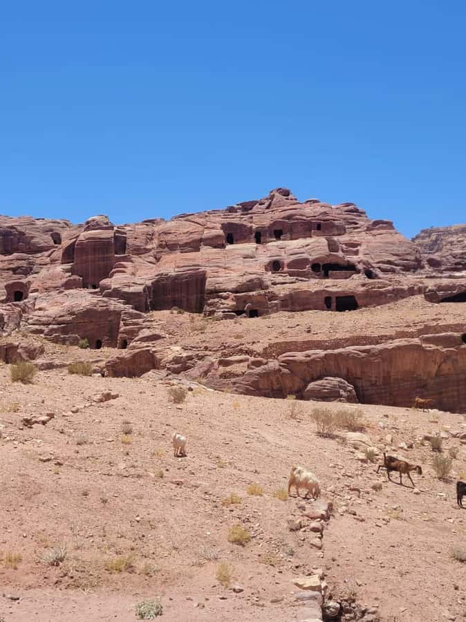 Private 3-Hour Guided Tour of Petra with Hotel Pickup . - Starting in Wadi Musa and Reaching the Visitor Center
