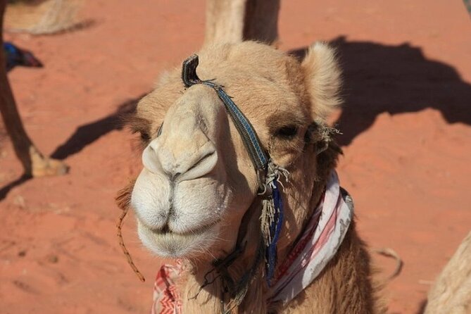 Private 5-Day Guided Tour of Jordan - What this five-day Jordan tour does well
