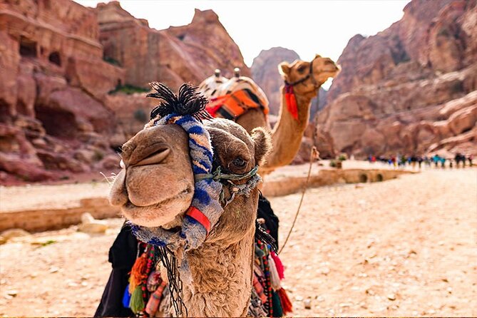 Private Departure Transfer: Petra Hotels to Amman Airport - Booking details worth checking before you pay