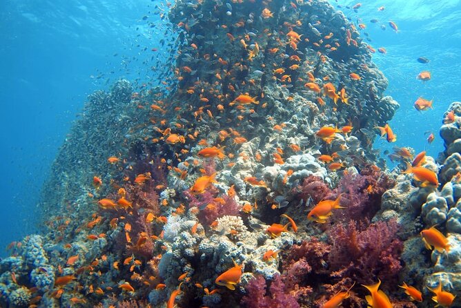 Private Scuba Diving Adventure in the Red Sea of Aqaba - Beginner training before the Red Sea