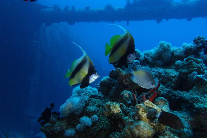 Private Scuba Diving Adventure in the Red Sea of Aqaba - Why $52.34 is a reasonable price