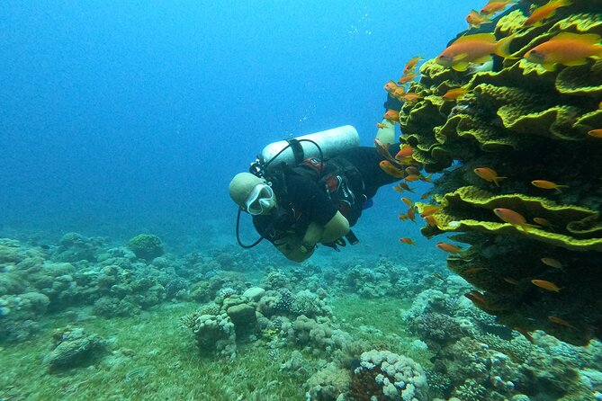 Private Scuba Diving Adventure in the Red Sea of Aqaba - Timing, weather, and the shore-entry tradeoff
