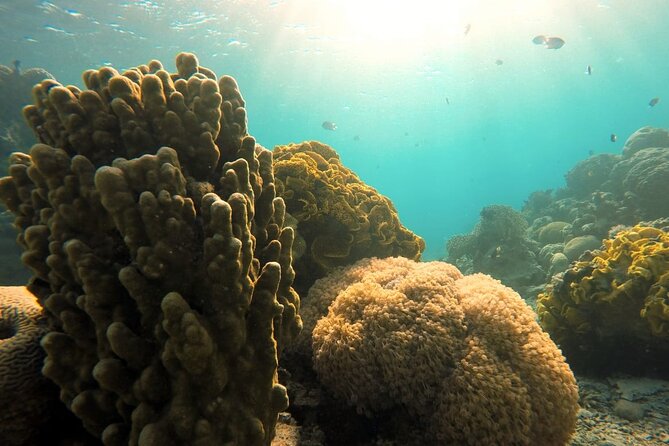 Private Scuba Diving Adventure in the Red Sea of Aqaba - Who should book this private Aqaba scuba session?