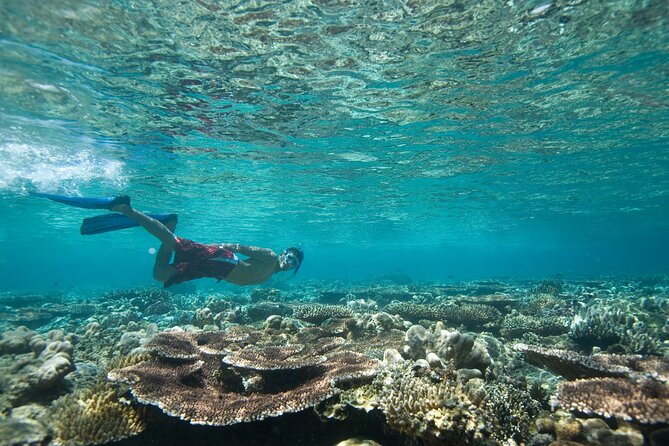 Private Snorkeling Experience in Aqaba Red Sea - Walking from shore into the Red Sea