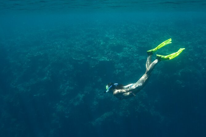 Private Snorkeling Experience in Aqaba Red Sea - What you may see beneath Aqaba’s surface