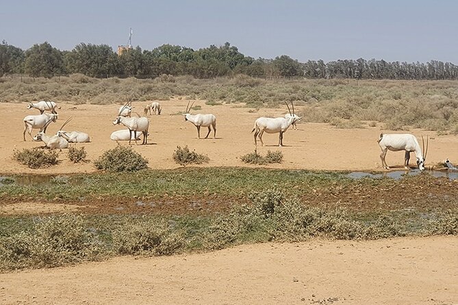 Private Tour of Desert Castles Eastern Jordan with optional Azraq Wetland Visit - Why eastern Jordan is worth your morning