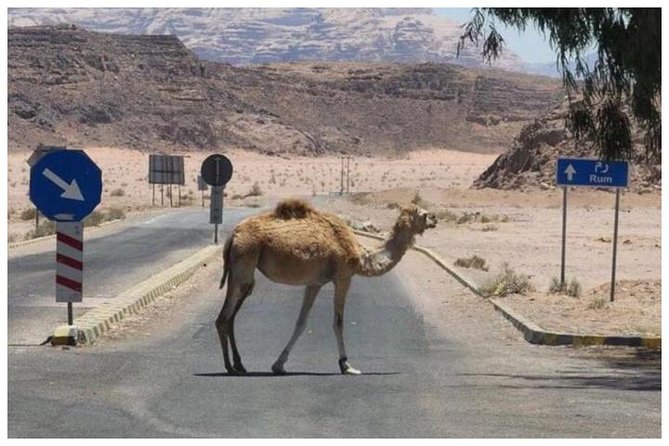 Private transfer Petra to/from Wadi Rum - Who should book this ride?