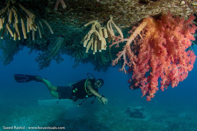 Scuba Diving for Certified Divers - Why Aqaba works so well for a boat-based outing