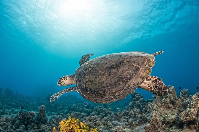 Scuba Diving for Certified Divers - The tank and the second session